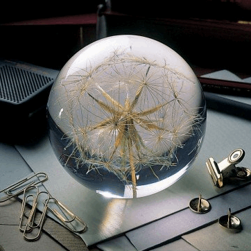 Goatsbeard paper weight